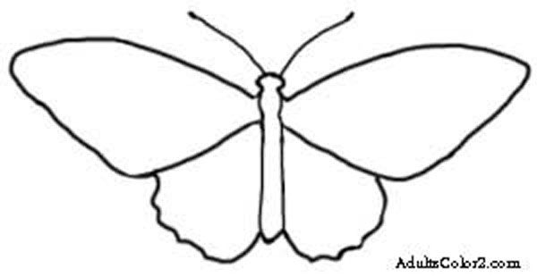 Butterfly Coloring Pages Airborne Art 600x310 Butterfly Coloring Pages Airborne Art