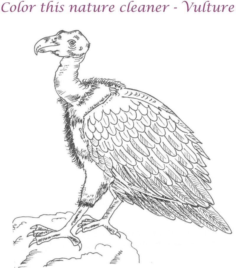 Vulture Printable Coloring Page For Kids 800x909 Vulture Printable Coloring Page For Kids