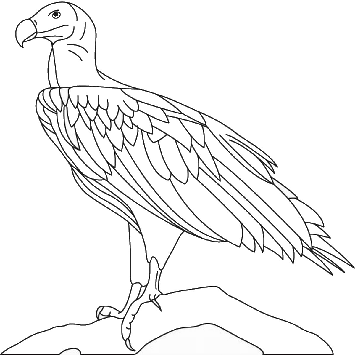Eagle Coloring Pages 1200x1198 Eagle Coloring Pages