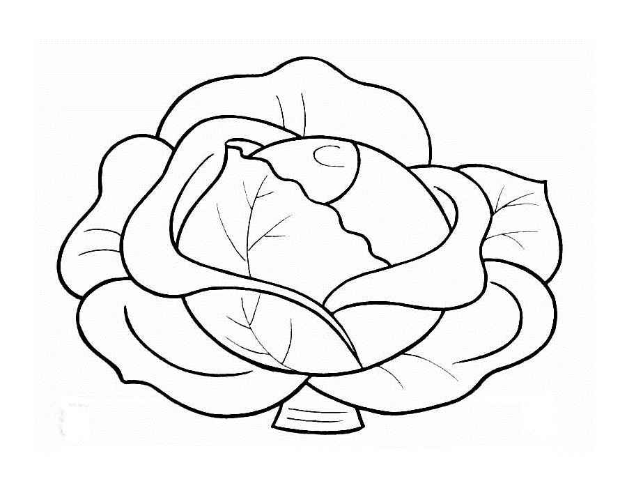 900x700 Cabbage Coloring Pages To Download And Print For Free
