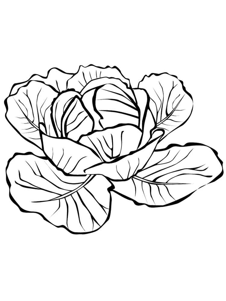 750x1000 Cabbage Coloring Pages. Download And Print Cabbage Coloring Pages