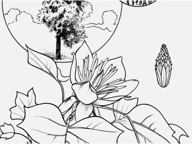 640x480 Palm Tree Coloring Pages Images Cabbage Palm Tree Coloring Page