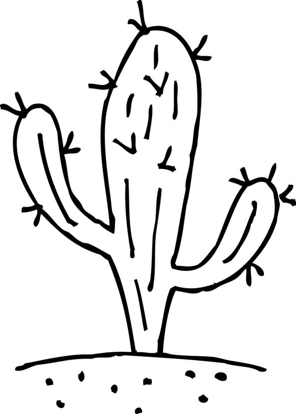 Cactus Pictures To Color How To Draw Cactus Coloring Pages Best 600x839 Cactus Pictures To Color How To Draw Cactus Coloring Pages Best