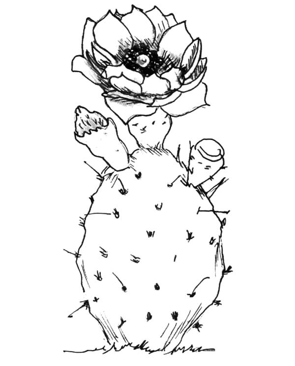 Planting Cactus Coloring Pages Best Place To Color 600x745 Planting Cactus Coloring Pages Best Place To Color