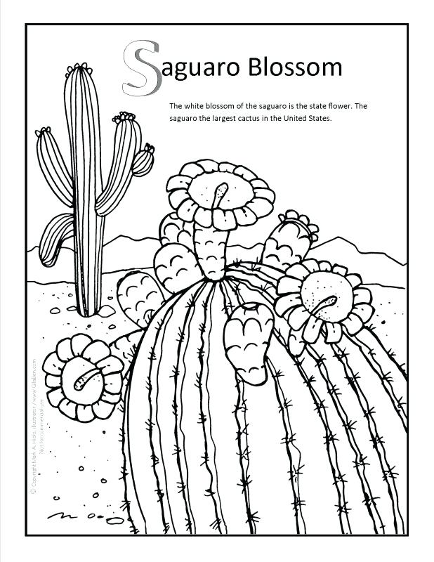 Cactus Coloring Page Adult Cactus Coloring Pages Saguaro Cactus 618x800 Cactus Coloring Page Adult Cactus Coloring Pages Saguaro Cactus