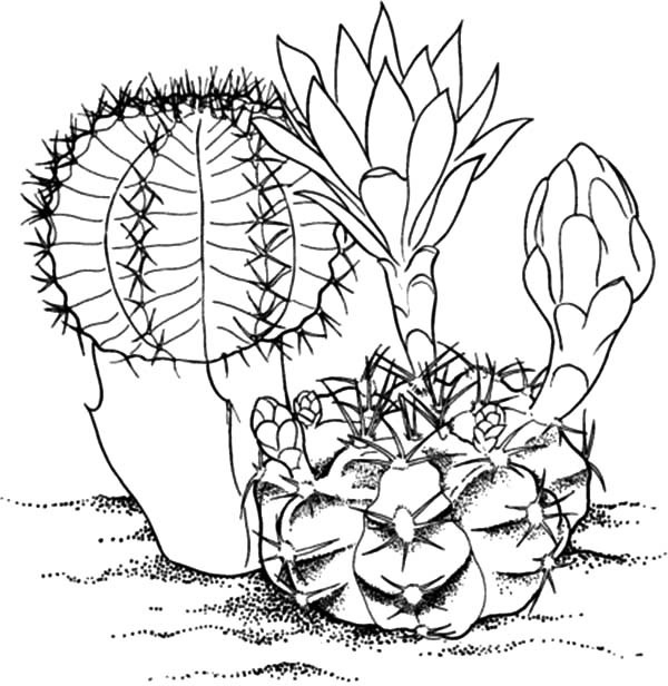 Cactus Coloring Page Unique Sunset In Desert Coloring Pages Sketch 600x616 Cactus Coloring Page Unique Sunset In Desert Coloring Pages Sketch
