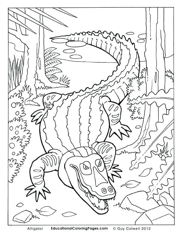 Caiman Animal Coloring Pages Caiman Animal Coloring Pages Black 612x792 Caiman Animal Coloring Pages Caiman Animal Coloring Pages Black