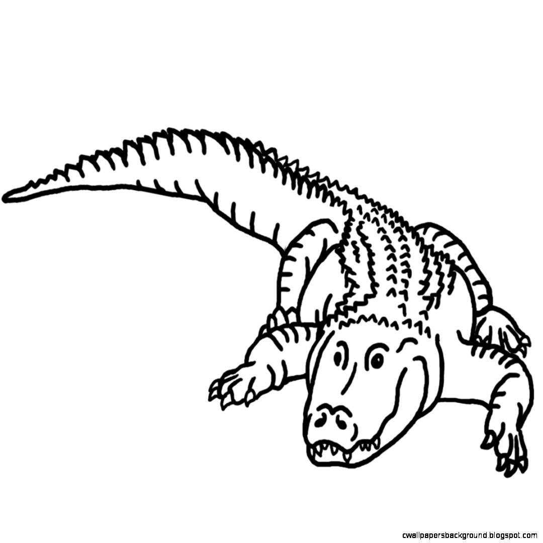Caiman Clipart Black And White 3118975 1080x1080 Caiman Clipart Black And White 3118975