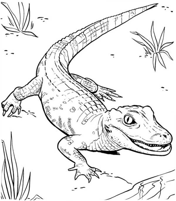 Caiman Coloring Pages 600x683 Caiman Coloring Pages