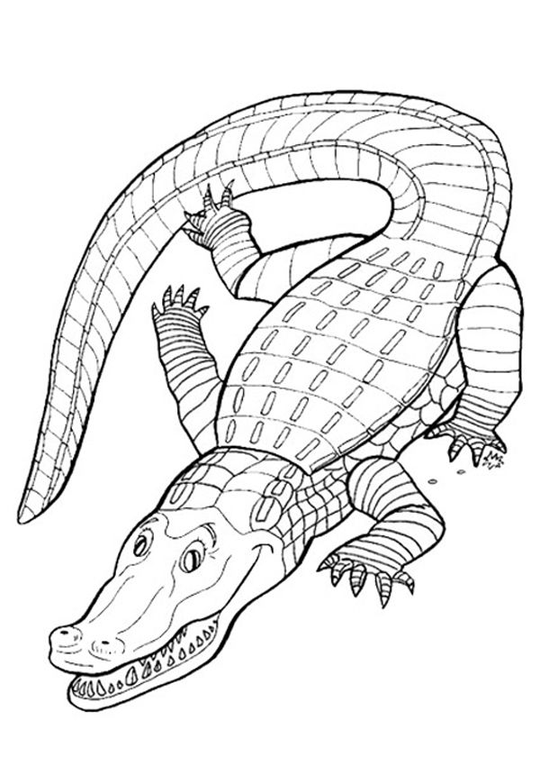 Free Online Crocodile Colouring Page 600x850 Free Online Crocodile Colouring Page