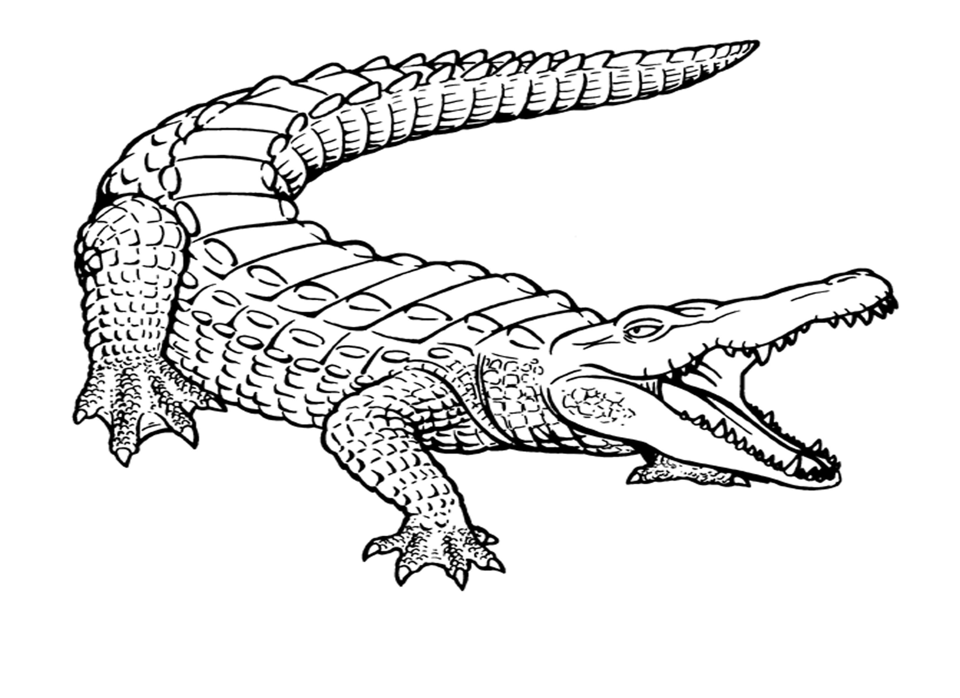 Free Printable Crocodile Coloring Pages For Kids Crocodile 3300x2400 Free Printable Crocodile Coloring Pages For Kids Crocodile
