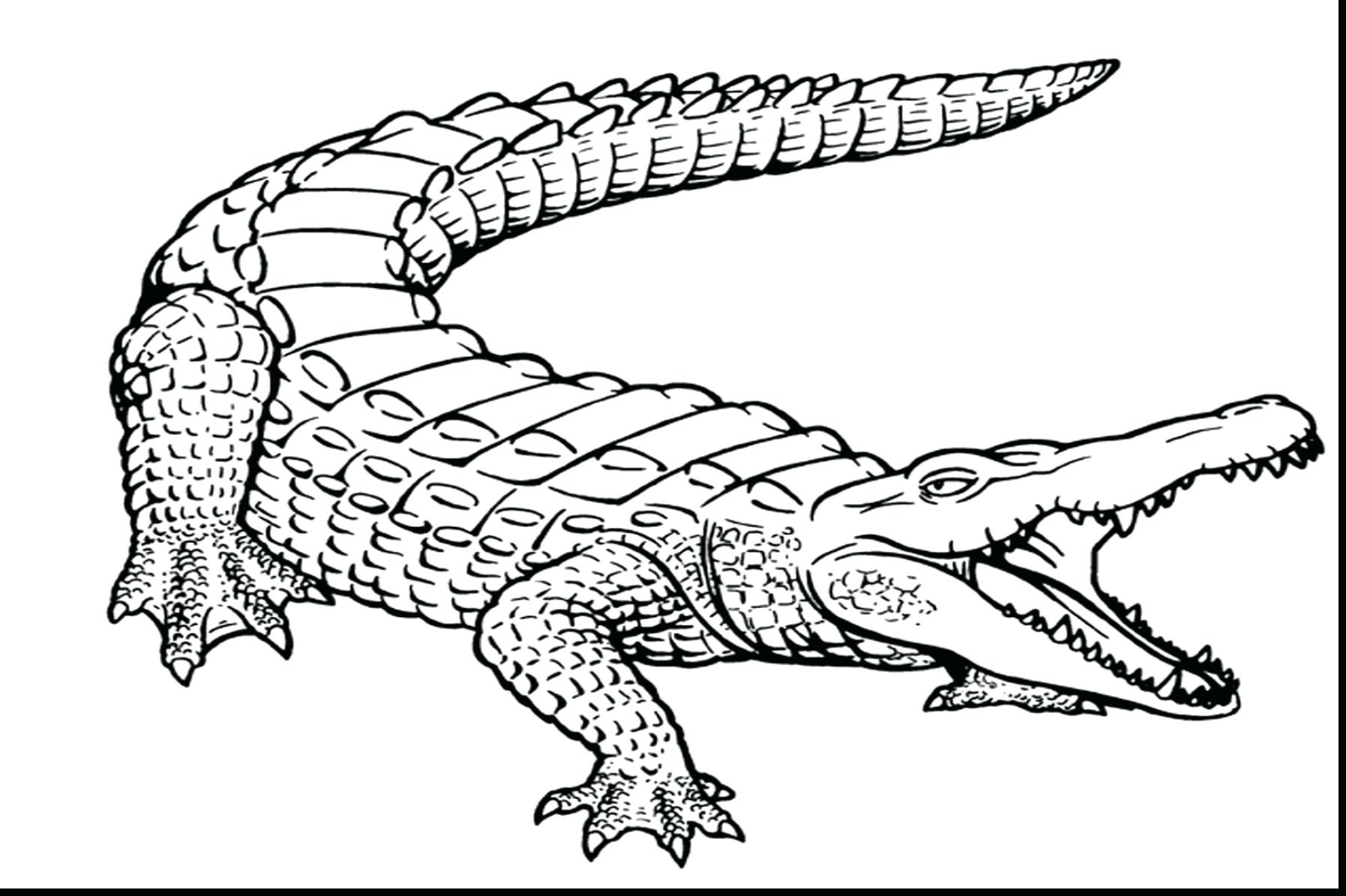 Awesome Alligator Gar Coloring Page Sheets Res 1795x1195 Awesome Alligator Gar Coloring Page Sheets Res