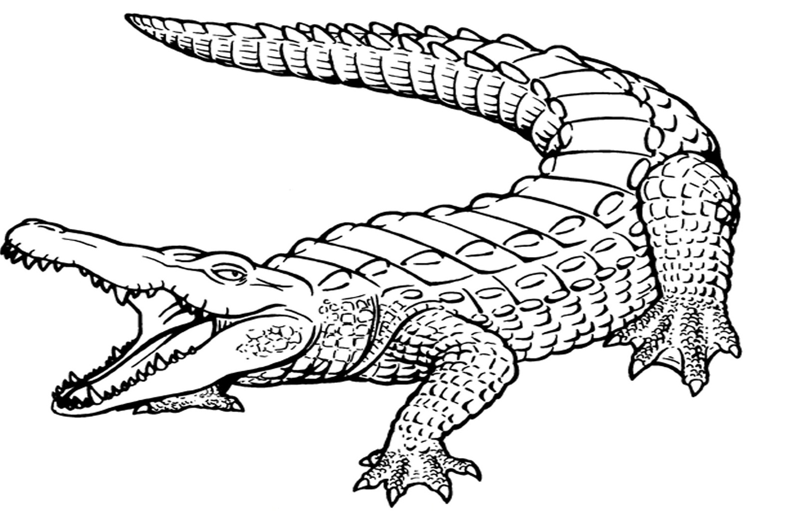 Awesome Crocodile Page To Color Design Printable Coloring Sheet 1585x1042 Awesome Crocodile Page To Color Design Printable Coloring Sheet