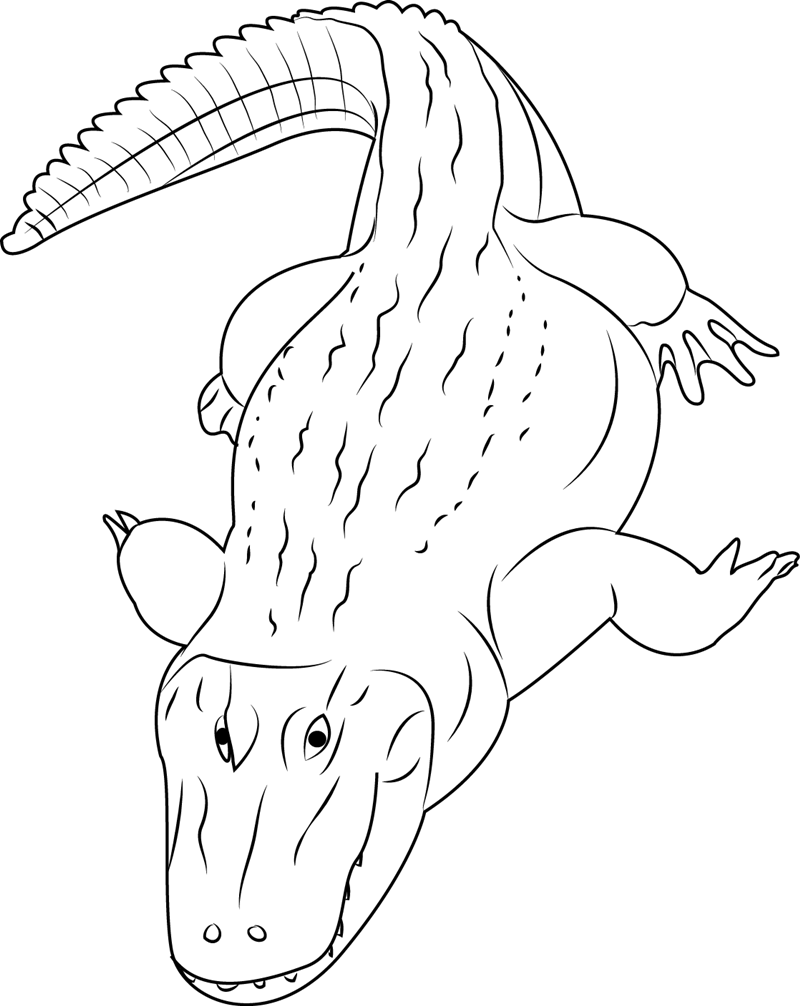Black Caiman Coloring Page 800x1006 Black Caiman Coloring Page