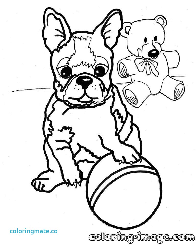 800x1000 Boston Terrier Coloring Page
