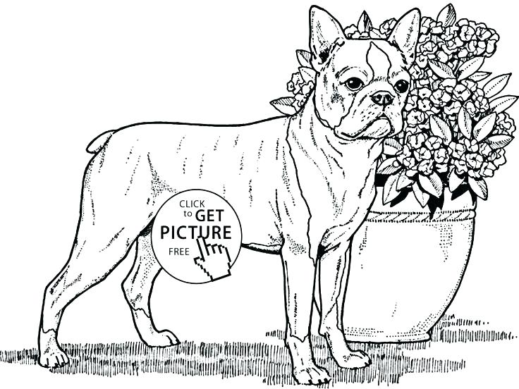 736x552 Boston Terrier Colouring Page As Well As Terrier Coloring Page As