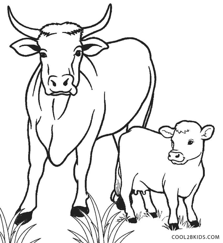 Cow And Calf Coloring Pages 850x926 Cow And Calf Coloring Pages