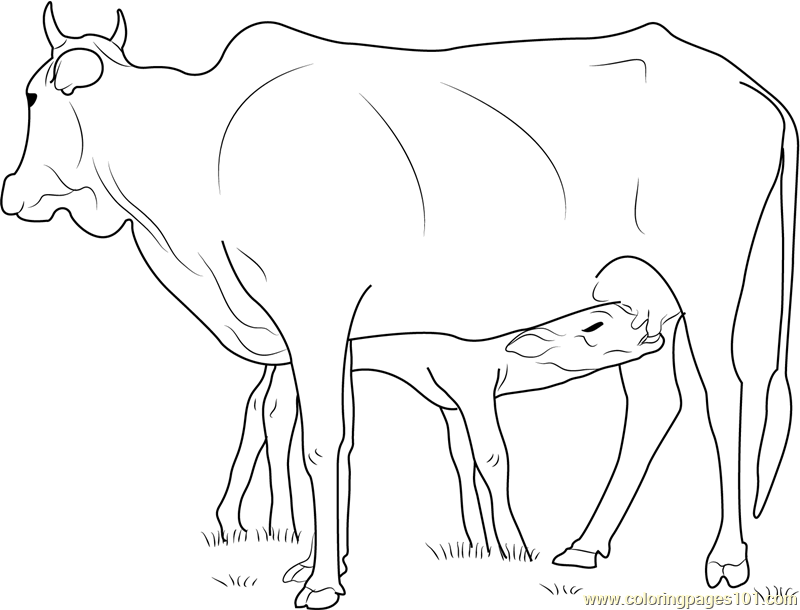 Cow Feeding Calf Coloring Page 800x610 Cow Feeding Calf Coloring Page