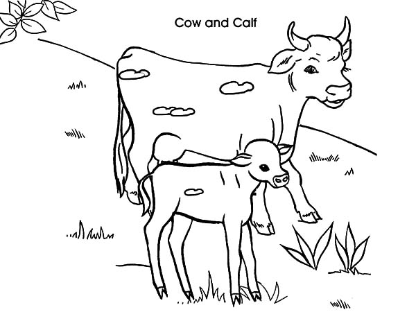 Dairy Cow And Calf Coloring Pages 600x450 Dairy Cow And Calf Coloring Pages