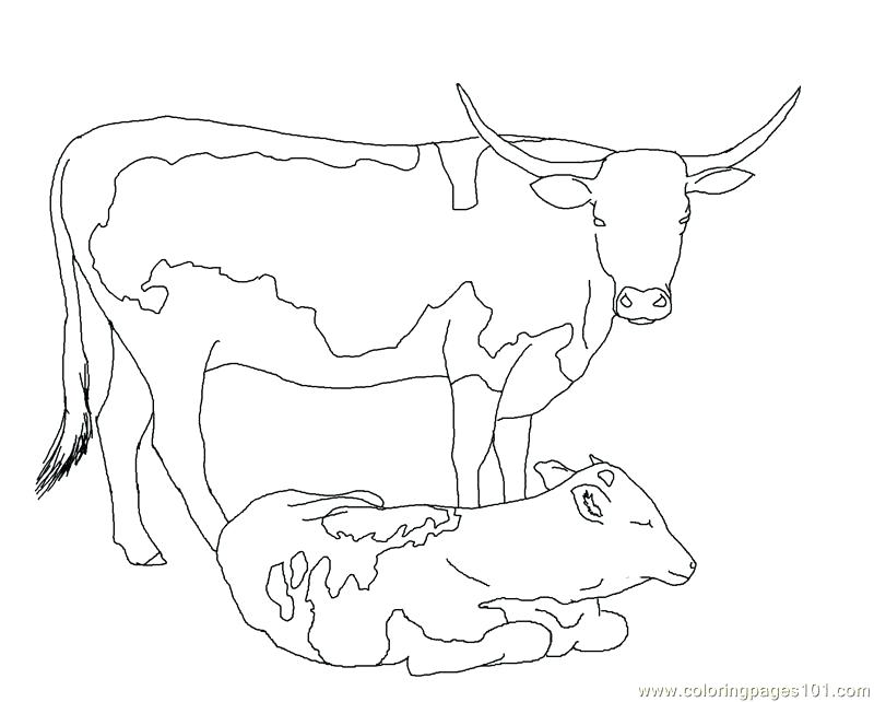 Golden Calf Coloring Page Golden Calf Coloring Pages Golden Calf 800x642 Golden Calf Coloring Page Golden Calf Coloring Pages Golden Calf