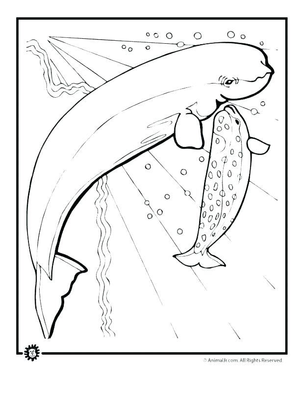 Manatee Coloring Page Manatee Coloring Pages Manatee Coloring Page 618x800 Manatee Coloring Page Manatee Coloring Pages Manatee Coloring Page