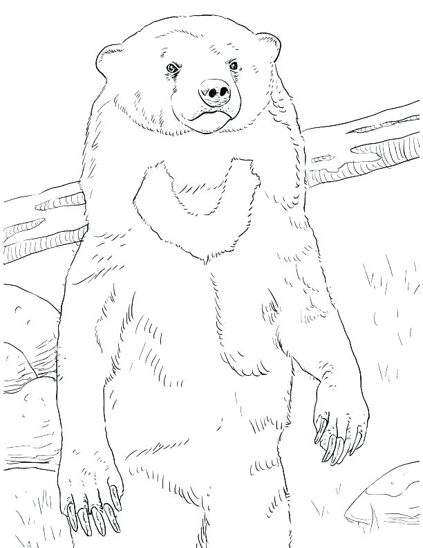 612x792 Grizzly Bear Coloring Pages Grizzly Bear Coloring Pages Grizzly