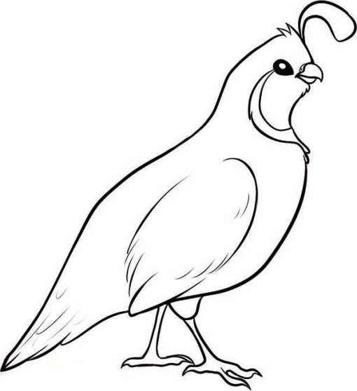 510x558 California State Bird Coloring Page California State Bird Coloring