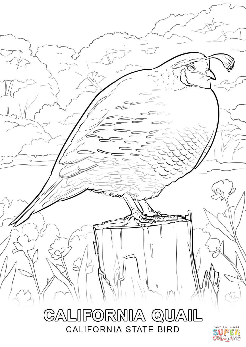 California State Bird Coloring Page Symbols Pages 1020x1440 California State Bird Coloring Page Symbols Pages