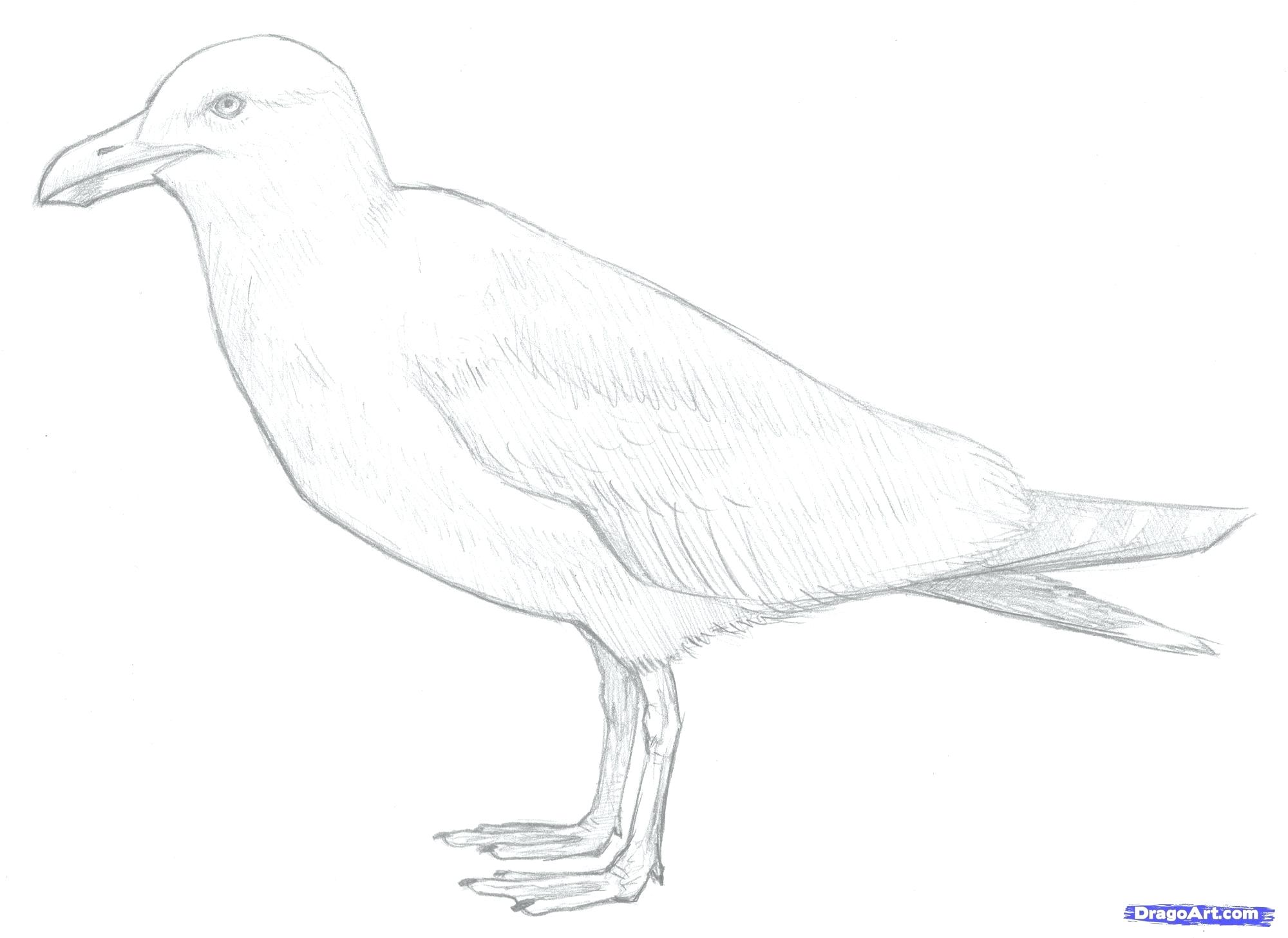 Coloring Pages Christmas Reindeer Flag Of Island Page Free 2000x1457 Coloring Pages Christmas Reindeer Flag Of Island Page Free