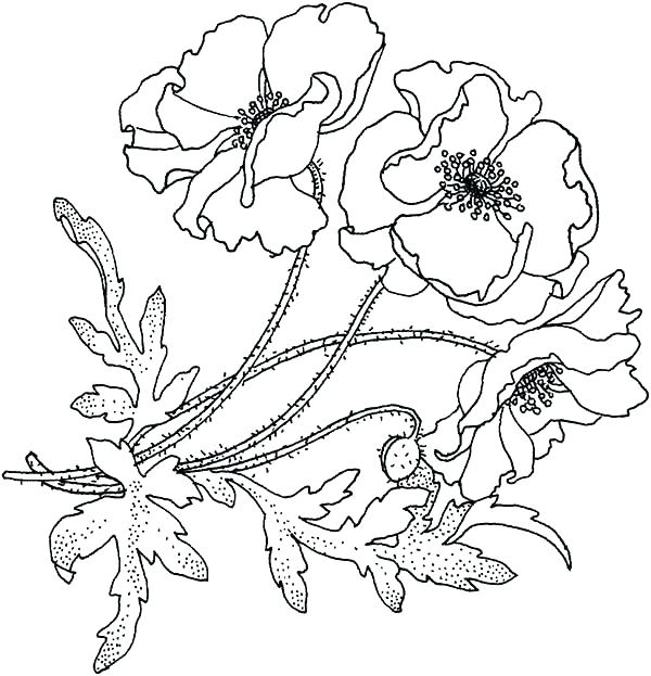 California Coloring Pages Flag Of Coloring Page California Poppy 600x623 California Coloring Pages Flag Of Coloring Page California Poppy