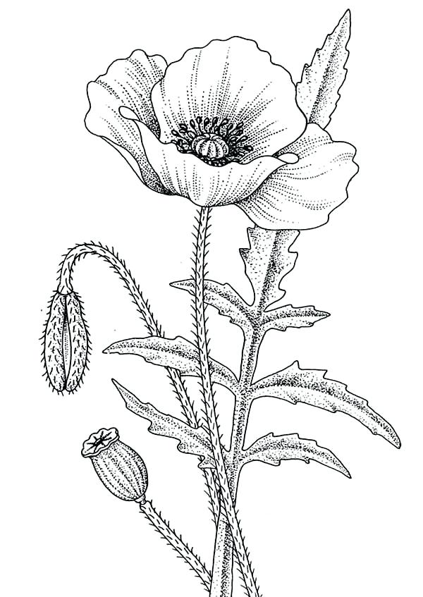 600x847 California Coloring Pages Poppy Poppy For The Love One Coloring