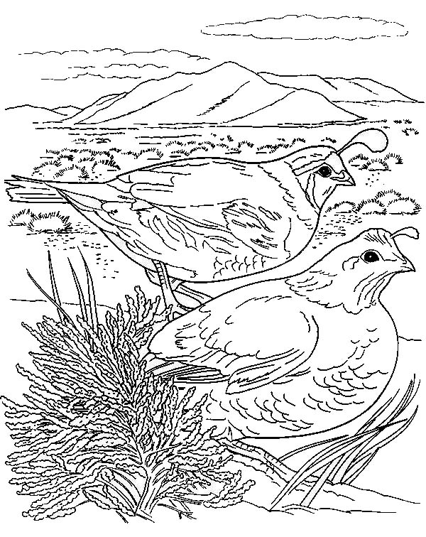 Couple Of California Quail Coloring Page Color Luna 600x756 Couple Of California Quail Coloring Page Color Luna