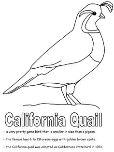 Mamma Quail Hiking California Second Time The Charm 236x314 Mamma Quail Hiking California Second Time The Charm