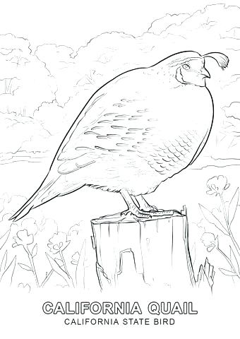 Q Is For Quail Coloring Page Kids Coloring Bible Alphabet Coloring 340x480 Q Is For Quail Coloring Page Kids Coloring Bible Alphabet Coloring