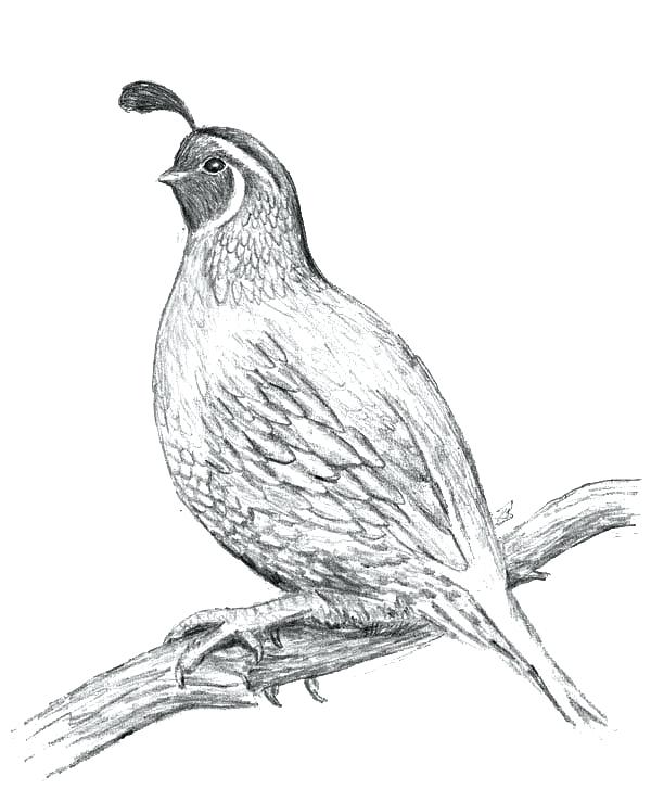Q Is For Quail Coloring Page Kids Coloring Letter Q Coloring Page 600x739 Q Is For Quail Coloring Page Kids Coloring Letter Q Coloring Page
