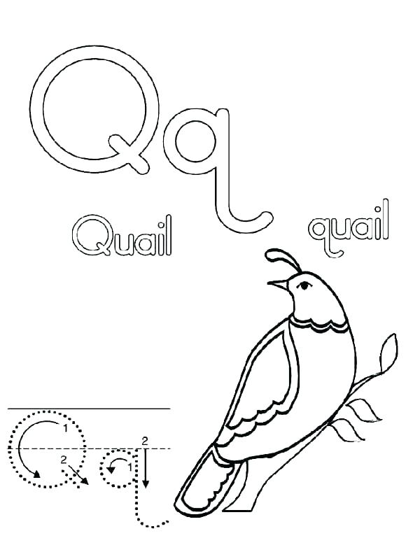 Quail Coloring Page Coloring Page Quail California Quail Coloring 600x799 Quail Coloring Page Coloring Page Quail California Quail Coloring