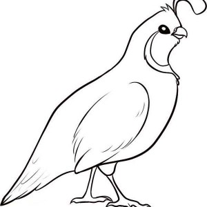 Awesome Drawing Of Quail Coloring Page Color Luna 300x300 Awesome Drawing Of Quail Coloring Page Color Luna