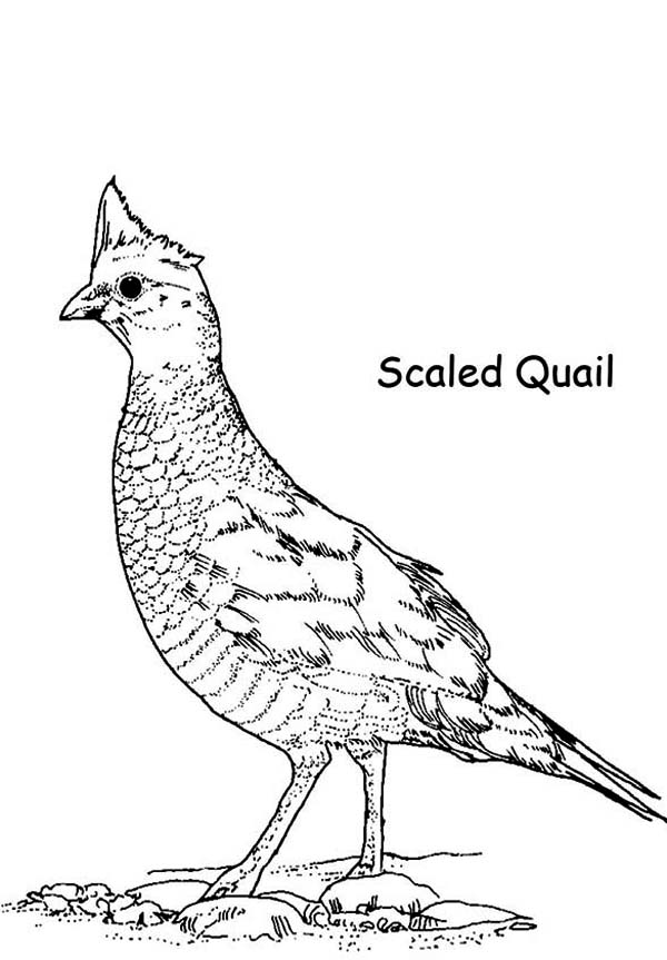 Scaled Quail Coloring Page Color Luna 600x863 Scaled Quail Coloring Page Color Luna