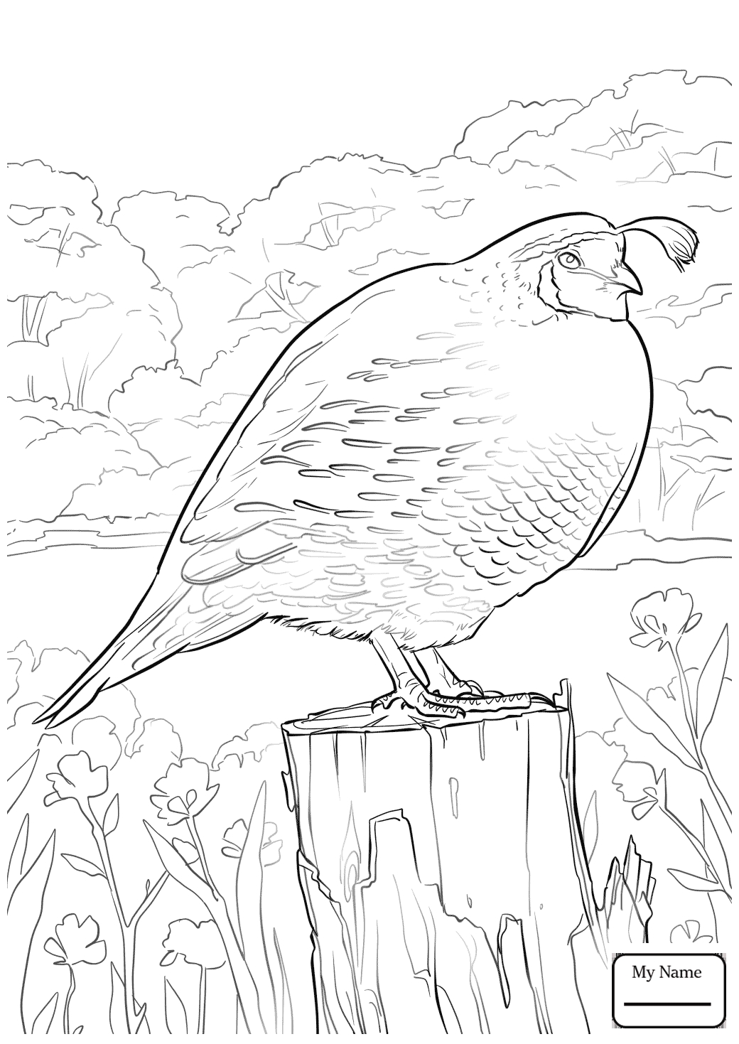 Unique Quail Coloring Page Design Printable Coloring Sheet 1040x1469 Unique Quail Coloring Page Design Printable Coloring Sheet