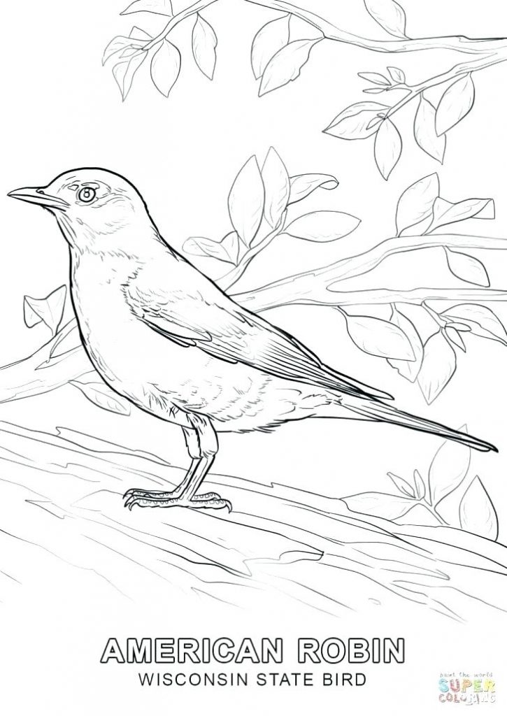 California State Bird Coloring Page State Bird Coloring Pages 725x1024 California State Bird Coloring Page State Bird Coloring Pages
