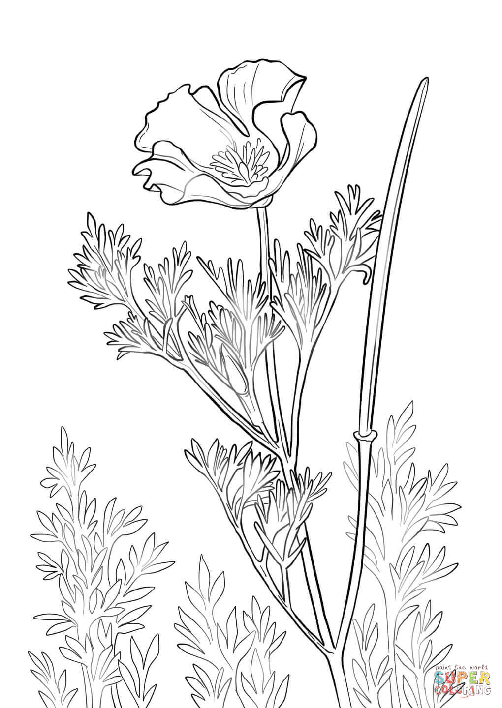 California Poppy Coloring Page Pages 1020x1440 California Poppy Coloring Page Pages
