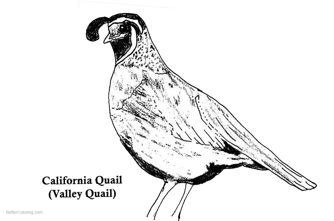 California Quail Coloring Pages 1100x730 California Quail Coloring Pages