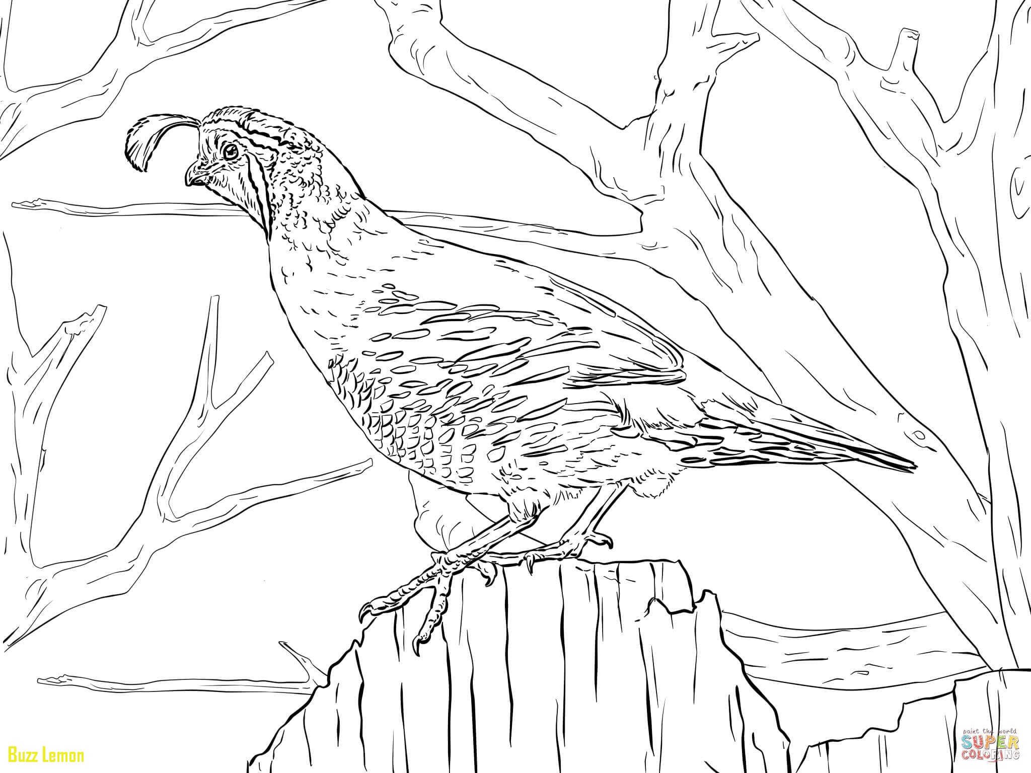 Coloring Page Quail Inspirational Realistic California Quail 2048x1536 Coloring Page Quail Inspirational Realistic California Quail