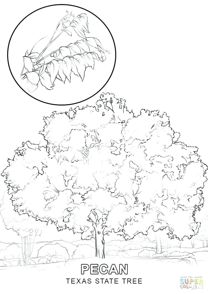 Texas Symbols Coloring Pages Coloring Page State Symbols Coloring 725x1024 Texas Symbols Coloring Pages Coloring Page State Symbols Coloring