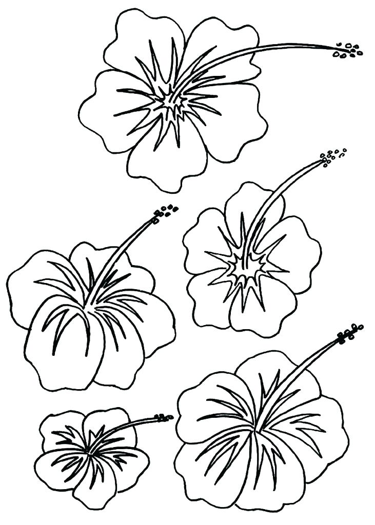 Arkansas State Symbols Coloring Pages Free Printable Flower 731x1024 Arkansas State Symbols Coloring Pages Free Printable Flower