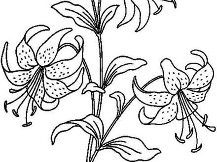 Calla Lily Coloring Pages Wwwimgkidcom The Image Kid, Calla Lily 440x330 Calla Lily Coloring Pages Wwwimgkidcom The Image Kid, Calla Lily