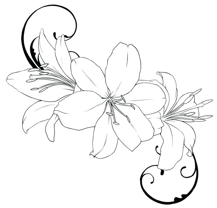 Lily Coloring Pages Bunch Of Flowers Lily Flower Coloring Page 720x690 Lily Coloring Pages Bunch Of Flowers Lily Flower Coloring Page