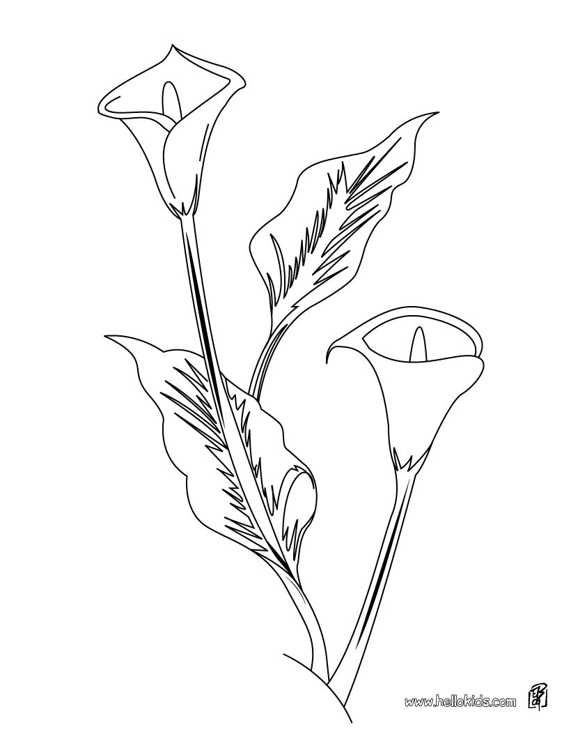 Astonishing Lily Coloring Pages Arum Hellokids Com 820x1060 Astonishing Lily Coloring Pages Arum Hellokids Com