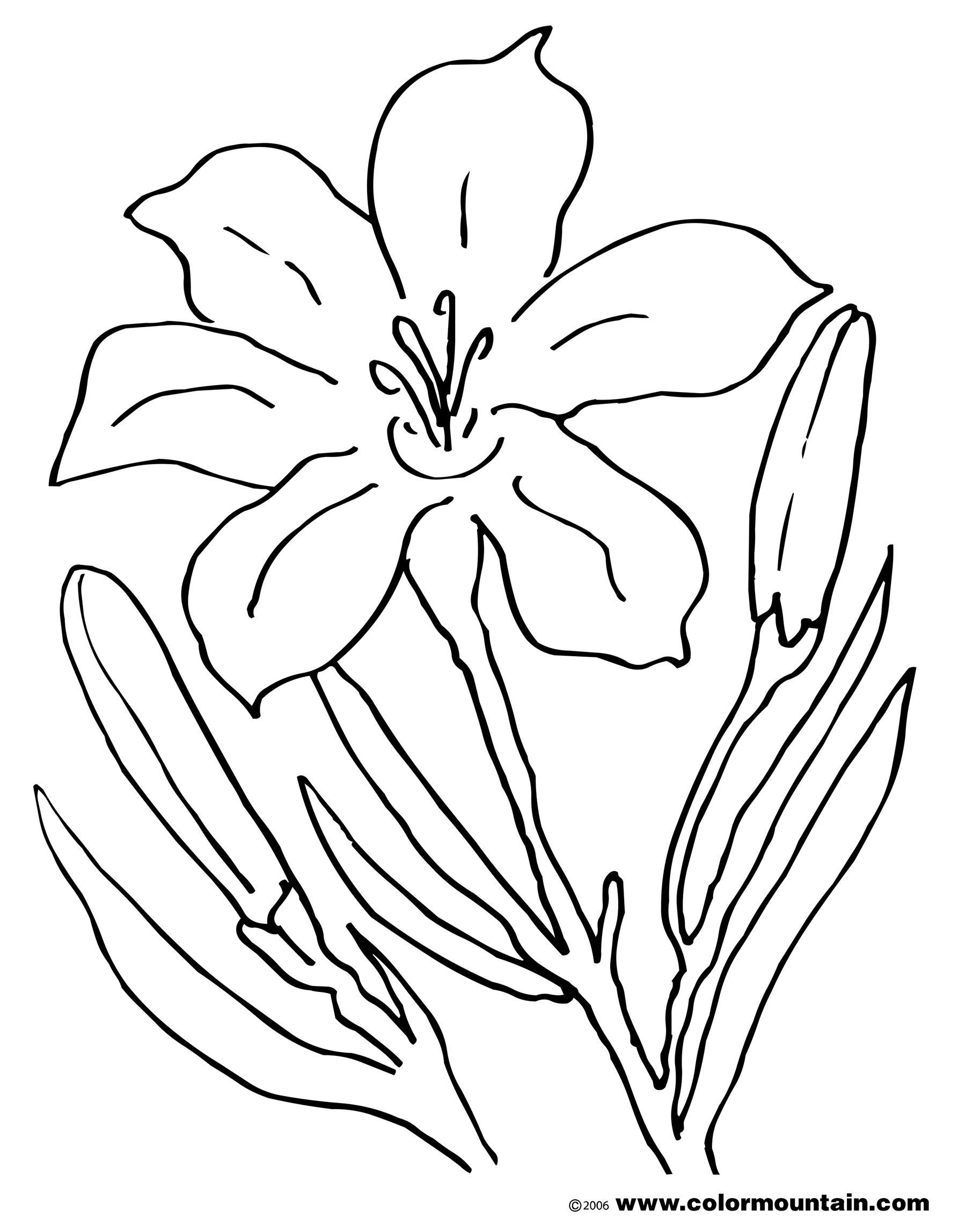 Awesome Lovely Ideas Lily Coloring Pages Lilies For Calla Style 1800x2294 Awesome Lovely Ideas Lily Coloring Pages Lilies For Calla Style