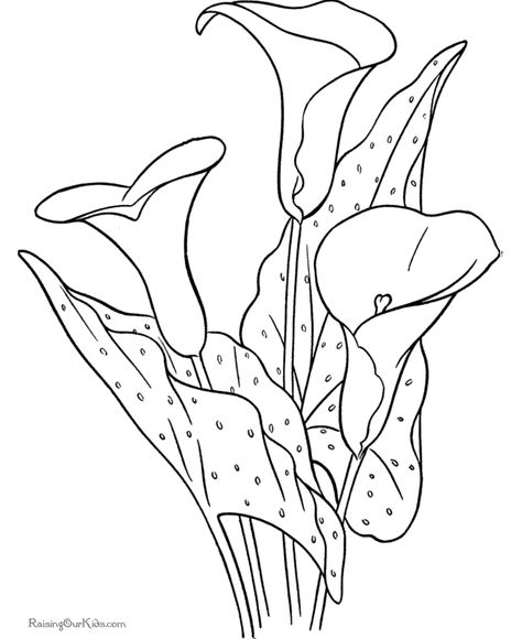 Calla Lily Coloring Pages Calla Lily Coloring Pages Flower Page 474x580 Calla Lily Coloring Pages Calla Lily Coloring Pages Flower Page